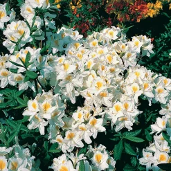 Rhododendron Azalea Omnia Garden Knaphill Persil 30-40 cm