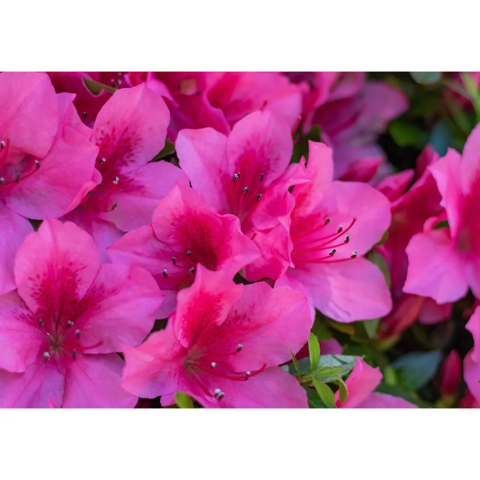 Rhododendron Azalea Omnia Garden Kermesina 20-25 cm