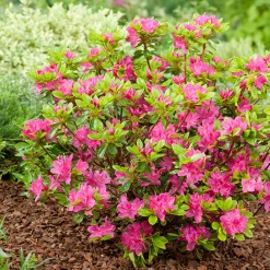 Rhododendron Azalea Omnia Garden Kermesina 20-25 cm