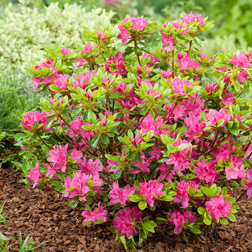 Rhododendron Azalea Omnia Garden Kermesina 20-25 cm