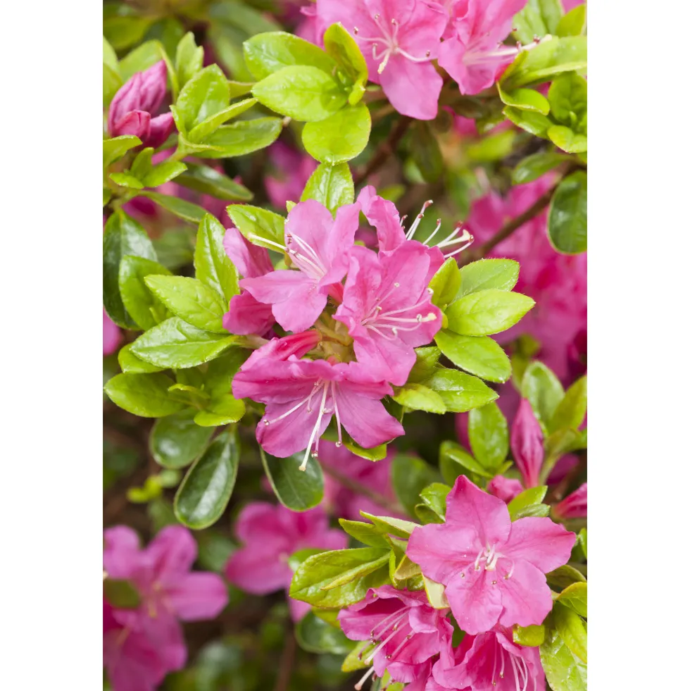 Rhododendron Azalea Omnia Garden Kermesina 20-25 cm