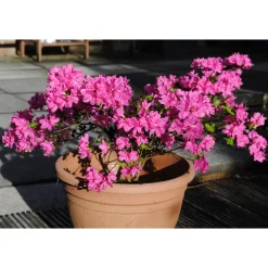 Rhododendron Azalea Omnia Garden Kermesina 20-25 cm