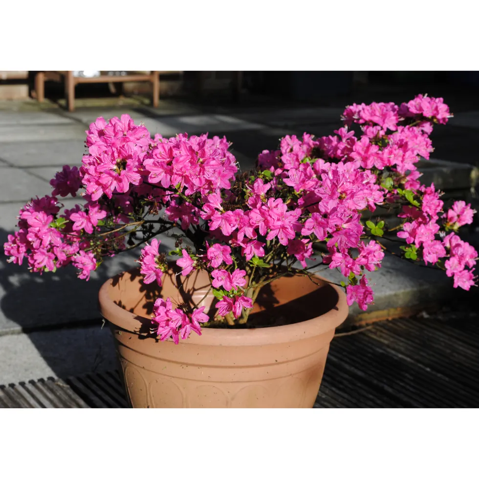 Rhododendron Azalea Omnia Garden Kermesina 20-25 cm