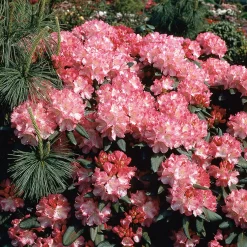 Rhododendron Omnia Garden Morgonrot 25-30 cm