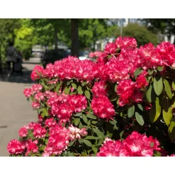 Rhododendron Omnia Garden Morgonrot 25-30 cm