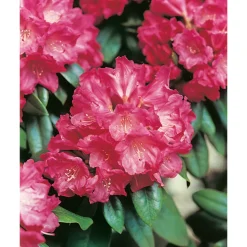 Rhododendron Omnia Garden Morgonrot 25-30 cm