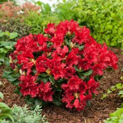 Rhododendron Omnia Garden Revalpros 15-20 cm