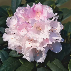 Rhododendron Omnia Garden Silberwolke 25-30 cm