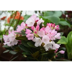Rhododendron Omnia Garden Silberwolke 25-30 cm