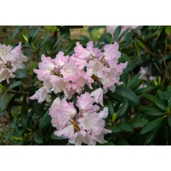 Rhododendron Omnia Garden Silberwolke 25-30 cm