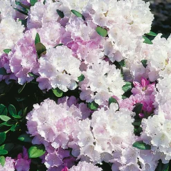 Rhododendron Omnia Garden Silberwolke 25-30 cm