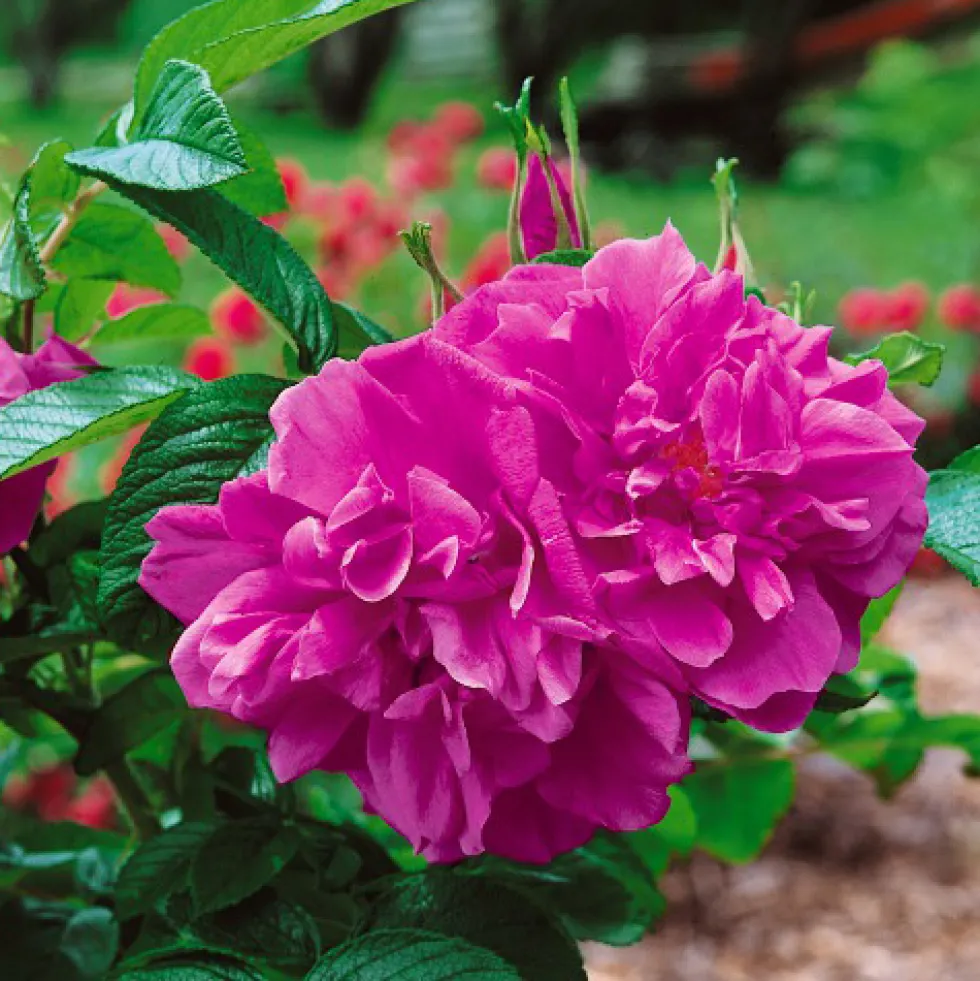 Ros Omnia Garden Rugosa Hansa 30-50 cm