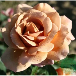 Rosor Omnia Garden Koko Loko