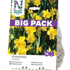 Stjärnnarciss Nelson Garden Storkronig Carlton Big Pack