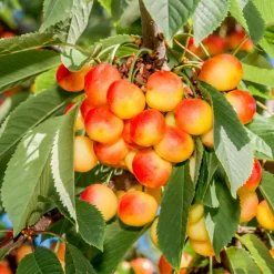 Sötkörsbärsträd Omnia Garden Heidi' EMed uppbindningskit