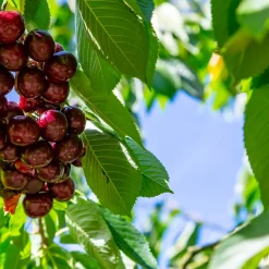 Sötkörsbärsträd Omnia Garden KordiaUtan uppbindningskit