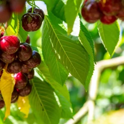 Sötkörsbärsträd Omnia Garden KordiaUtan uppbindningskit