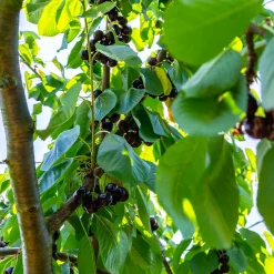 Sötkörsbärsträd Omnia Garden KordiaUtan uppbindningskit