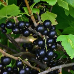 Svart Vinbär Omnia Garden Balsgård Martin E