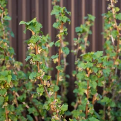 Svart Vinbär Omnia Garden Balsgård Martin E
