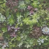 Tapet Galerie Wallcoverings Evergreen 7322