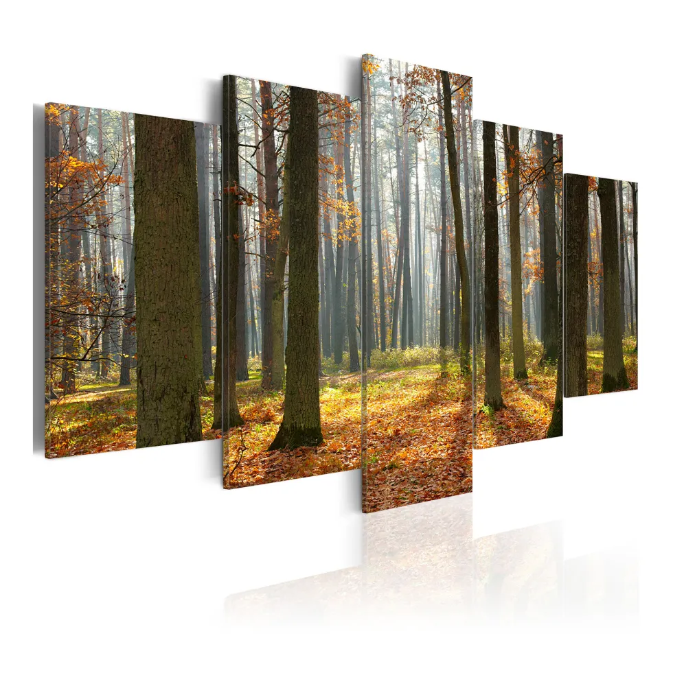 Tavla Arkiio A Nice Forest Landscape