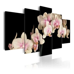 Tavla Arkiio An Orchid On A Contrasting Background