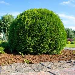 Tuja Omnia Garden Little Giant