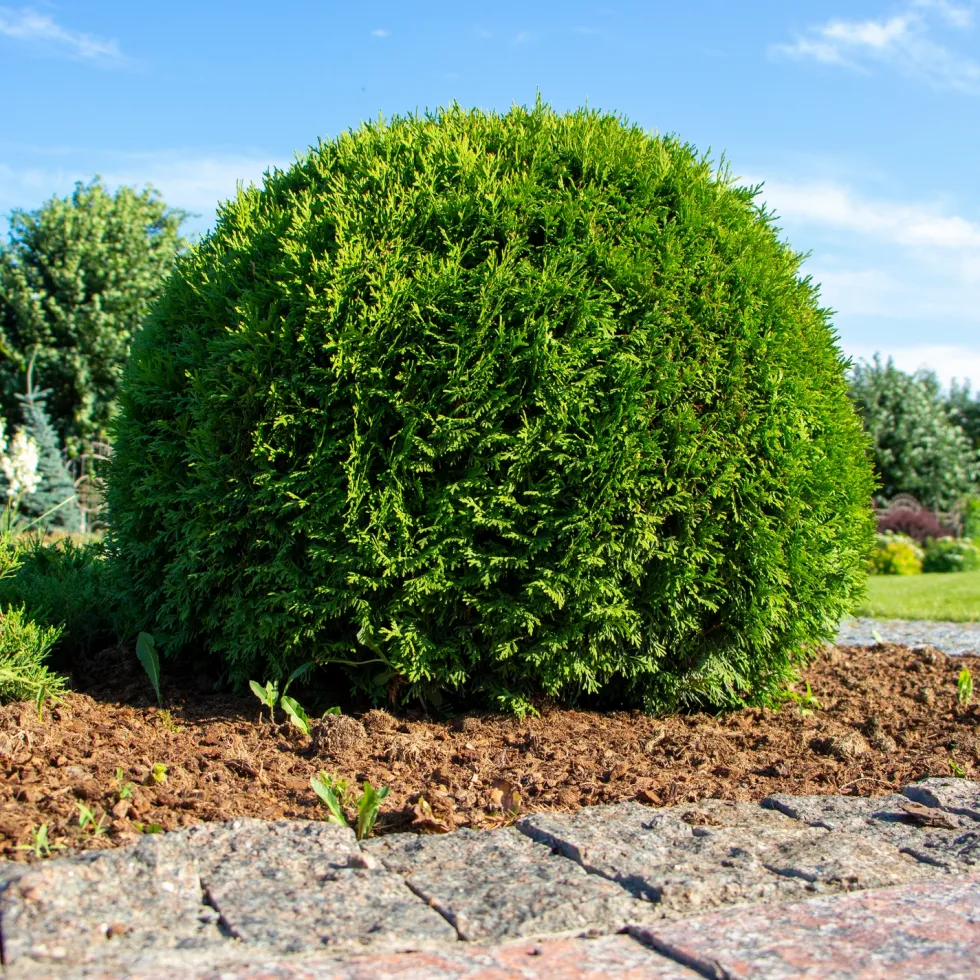 Tuja Omnia Garden Little Giant