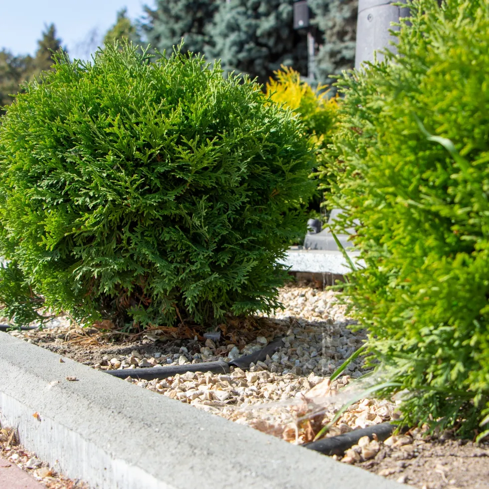 Tuja Omnia Garden Little Giant