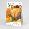 Tulpan Nelson Garden Triumf Apricot Foxx
