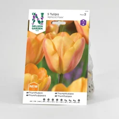 Tulpan Nelson Garden Triumf Apricot Foxx
