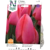 Tulpan Nelson Garden Triumf Barre Alta