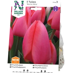 Tulpan Nelson Garden Triumf Barre Alta